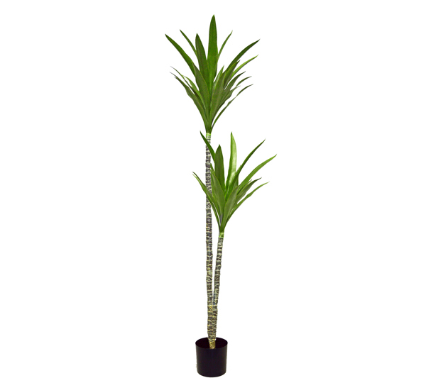 Yucca Tree- 1.8m with 2 heads